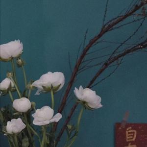 谷歌老司机版(海外版)
